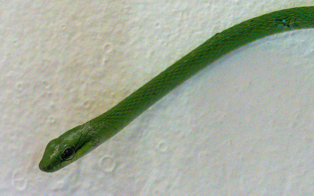 Emerald snake s, Hapsidophrys smaragdinus, nice surprise above our bed