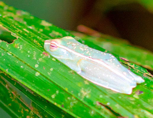 Hypsiboas rufitelus/ Boana rufitela