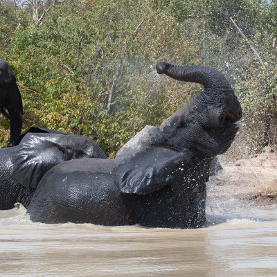 Eléphant de savane, Loxodonta africana