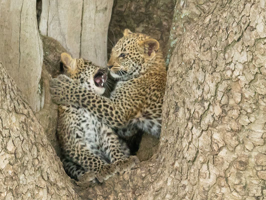 Leopard Siblings, Panthera pardus