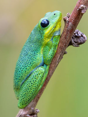 Common reed frog, Hyperolius viridiflavus