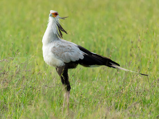 Secretarybird, Sagittarius serpentarius, looking for snakes, its favourite prey.