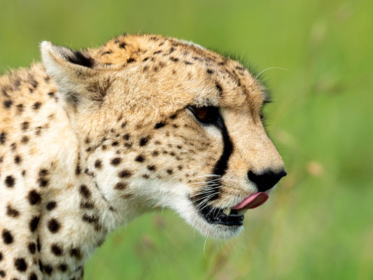 Cheetah, Acinonyx jubatus