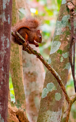 Ecureuil à queue rouge, Sciurus granatensis