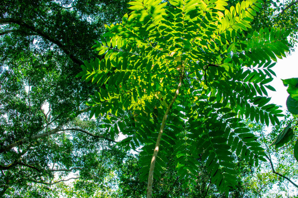 Forêt de Semiliki