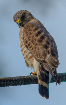 Epervier brun, Accipiter striatus