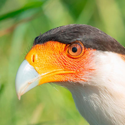 Caracara du Nord, Caracara cheriway, fleuve Tarcoles