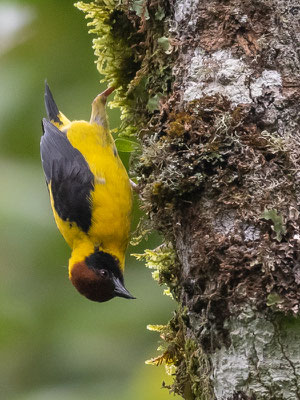 Tisserin à cape brune, Ploceus insignis