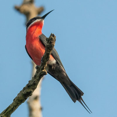 Rosy Bee-eater,  Merops malimbicus