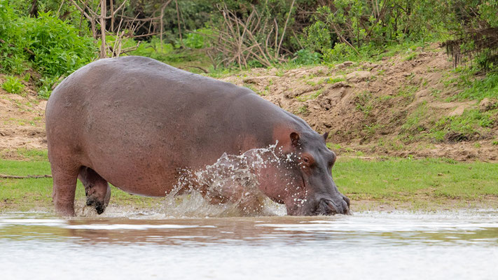 Hippopotame amphibie, Hippopotamus amphibius