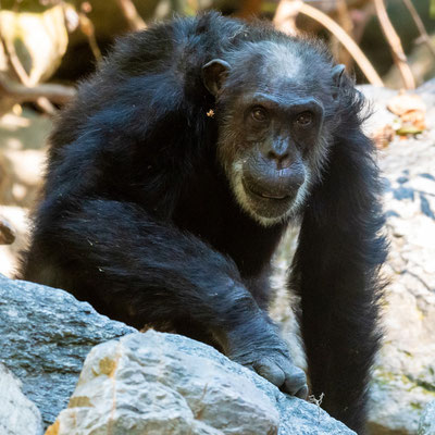 Chimpanzé, Pan troglodytes.  Dernière surprise au bord de la rivière