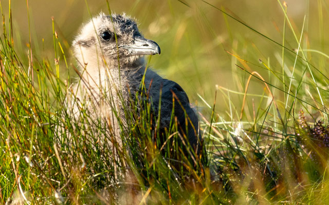 Poussin du Grand Labbe, Stercorarius skua. Au bord du chemin, espèce vraiment pas farouche.