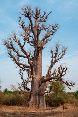 Baobab africain, Adansoni digitata