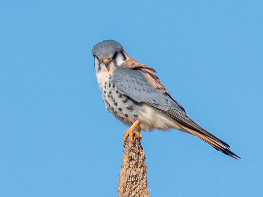  Crécerelle d'Amérique, Falco sparverius