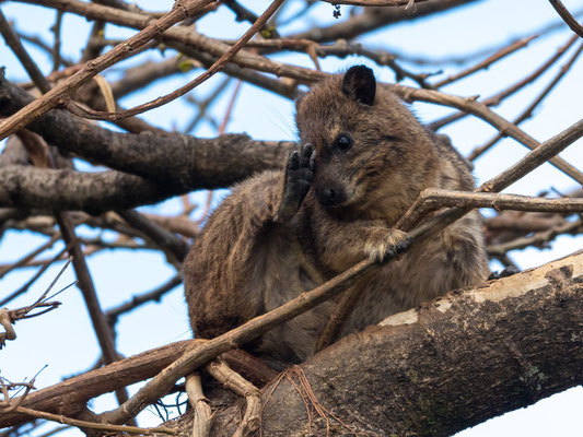 Daman des arbre, (Dendrohyrax arboreus