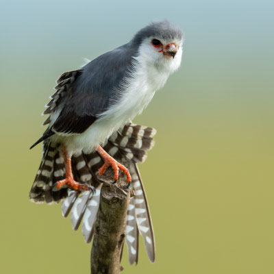 Pygmy Falcon , Polihierax semitorquatus