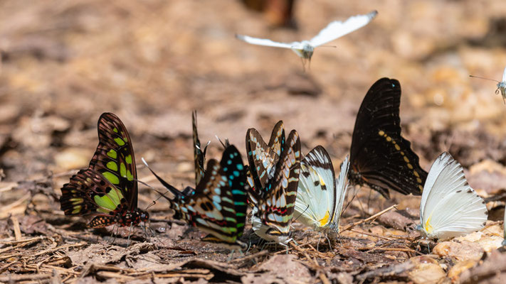 Different species of Butterflies