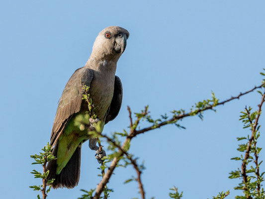 Perroquet à ventre rouge femelle, Poicephalus rufivenstris