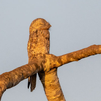 Great Potoo, Nyctibius grandis