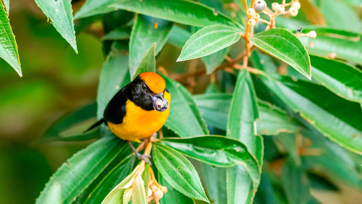 Tawny-capped Euphonia , Euphonia anneae