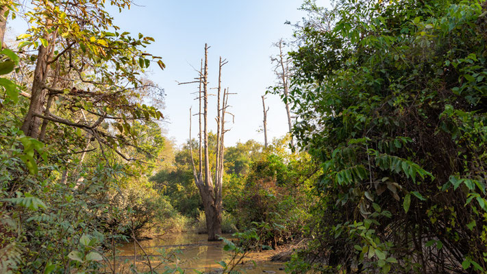 Paysage du Parc national de Mole