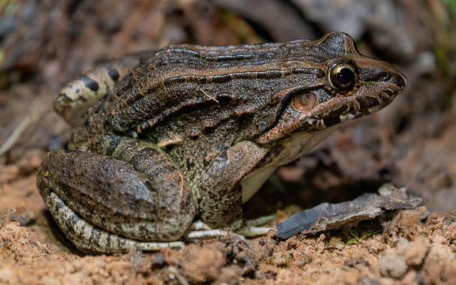 South American White-lipped Grassfrog, Leptodactylus fuscus