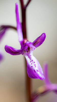 Orchis d'Anatolie, Orchis anatolica