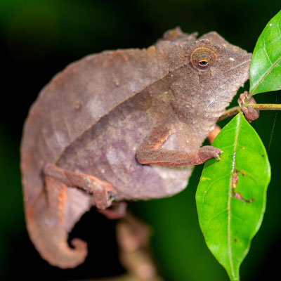 Rieppeleon brevicaudatus, femelle