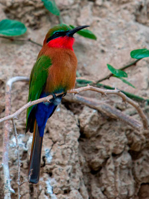 Guêpier à gorge rouge, Merops bulocki