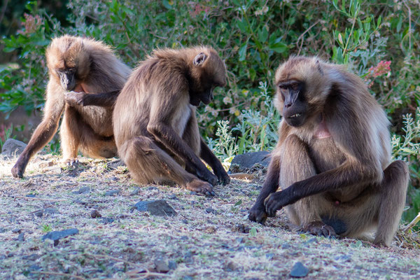 Gélada, Theropithecus gelada