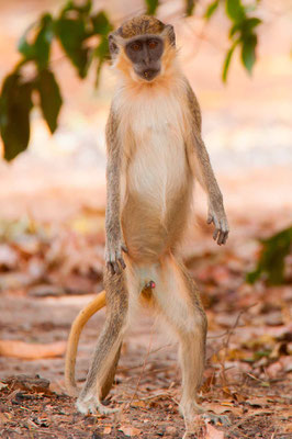 Patas,  Cercopithecus patas