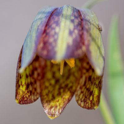 Pointed-petal fritillary, Fritillaria acmopetala. What a chance to see it at the edge of the trail!