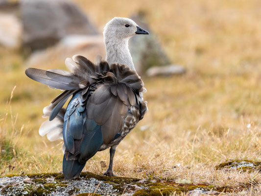 Ouette à ailes bleues, Cyanochen cyanoptera.  ENDÉMIQUE