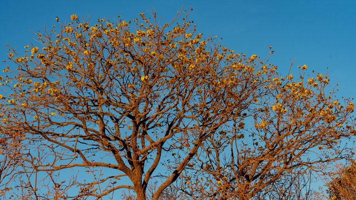 Arbre indéterminé