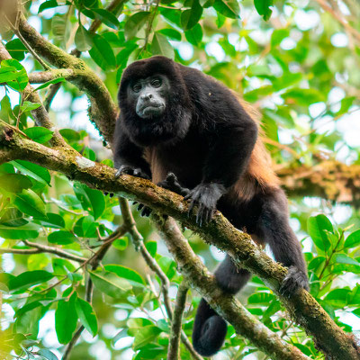 Hurleur à manteau, Alouatta palliata