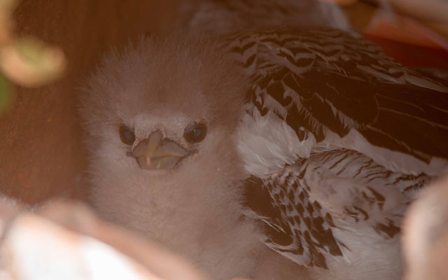 Red-billed Tropicbird chicks, Phaeton aethereus