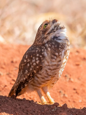  Chevêche des terriers, Athene cunicularia