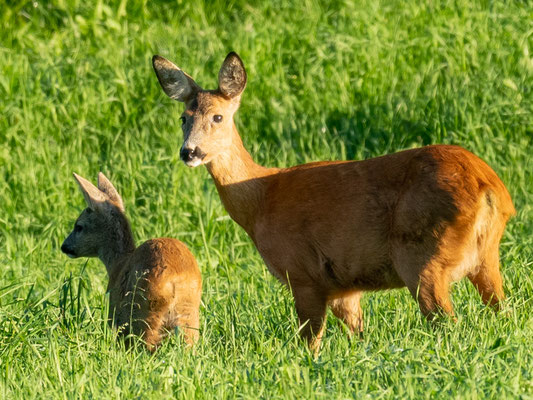 Famille de Chevreuil, Capreolus capreolus. Sur la route de retour à Oslo