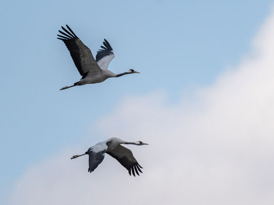 Grue cendreé, Grus grus. Lac Chelekleka