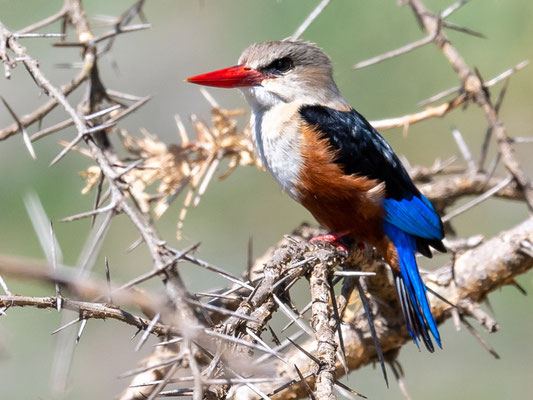 Martin-chasseur à tête grise, Halcyon leucocephala