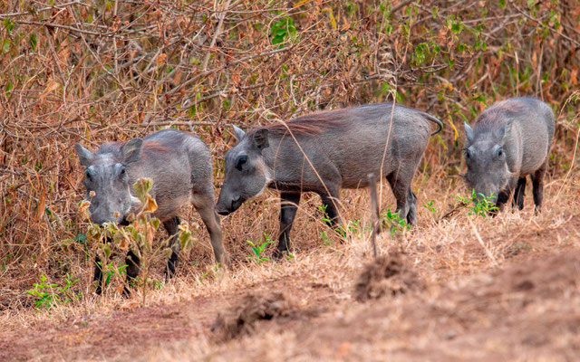  Jeunes Phacochère commun, Phacocherus africanus