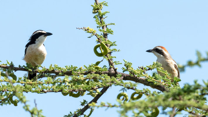 Couple de Gonolek à nuque rouge, Laniarius ruficeps