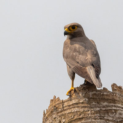  Faucon ardoisé, Falco ardosiaceus