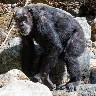 Chimpanzé, Pan troglodytes. Dernière surprise au bord de la rivière