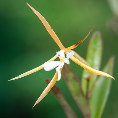 Epidendrum parkinsonianum