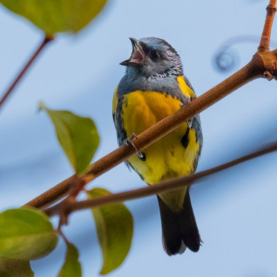 Turquoise Tanager, Tangara mexicana