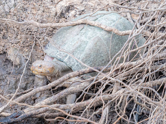 Pelusios sinuatus. Tortue d'eau douce assez répandues dans les rivières du Kenya et de la Tanzanie.