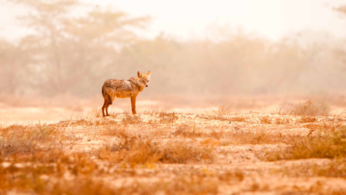 Loup doré (Chacal doré), Canis anthus