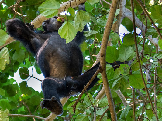 Chimpanzé, Pan troglodytes