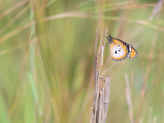 Petit monarque, Danaus chrysippus